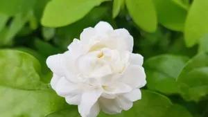 Jasmin